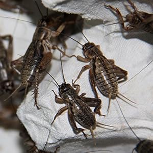 Großpackung Steppengrillen mittel - Futterinsekten, Inhalt ca.1000 Stück