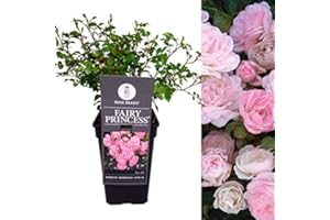 Carbeth Plants - Garden Fairy Pink Rose Bush in 2L Pot for The Garden, Outdoors Ready to Plant Now