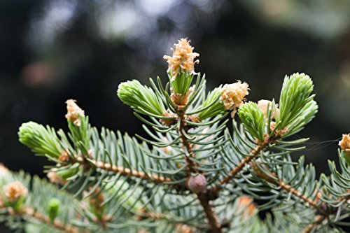 Original Zirbenkissen 60×40 – das Naturprodukt aus Tirol - 6