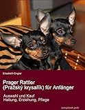 prager rattler  Prager Rattler (Praský krysarík) für Anfänger. Auswahl und Kauf, Erziehung, Haltung, Pflege