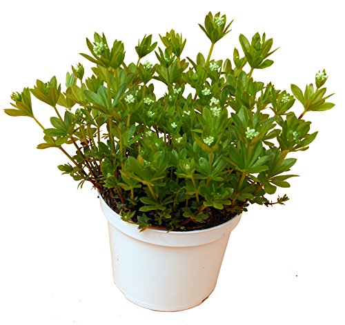 Waldmeister (Asperula odorata (Galium odoratum) - 2