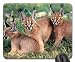Produktbild Three Caracal Kittens ~ AKA Desert Lynx Mouse Pad, Mousepad (Cats Mouse Pad)