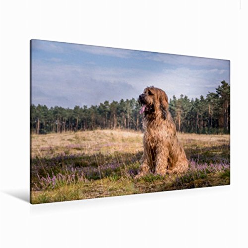 Premium Textil-Leinwand 120 cm x 80 cm quer, Briard - Berger de Brie | Wandbild, Bild auf Keilrahmen, Fertigbild auf echter Leinwand, Leinwanddruck (CALVENDO Tiere)