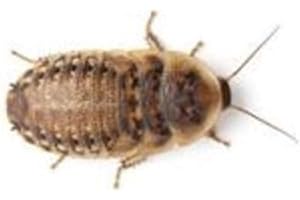 The Mealworm Company LIVEFOODS DIRECT Medium Dubia Cockroaches Maxi Pack of 20 Live Insects 12-20mm