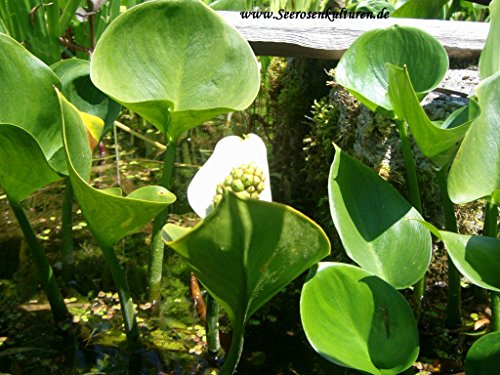 Mühlan – 7 Bund / Portionen Wasserpest für den Gartenteich, Sauerstoffpflanzen für den Teich, winterharte Sorte - 8