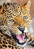 310 x 440 mm RNK 45302 Leopard Zeichenmappe Kunststoff, A3, 310 x 440 mm