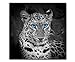 Produktbild DEINEBILDER24 - Wandbild XXL Portrait Leopard schwarz- weiß, Augen blau Quadrat 80 x 80 cm auf Leinwand und Keilrahmen. Beste Qualität, handgefertigt in Deutschland!