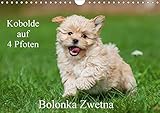 Kobolde auf 4 Pfoten - Bolonka Zwetna (Wandkalender 2017 DIN A4 quer): Lassen Sie sich verzaubern von einer entzückenden Hundefamilie (Monatskalender, 14 Seiten ) (CALVENDO Tiere) by 