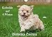 Kobolde auf 4 Pfoten - Bolonka Zwetna (Wandkalender 2017 DIN A4 quer): Lassen Sie sich verzaubern von einer entzückenden Hundefamilie (Monatskalender, 14 Seiten ) (CALVENDO Tiere) by 