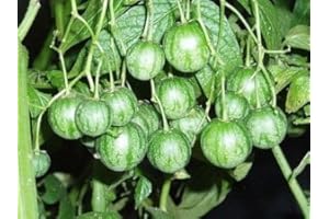 SVI Solanum caripense - Tzimbalo -Rare Tropische Pflanze Strauch Samen (8)