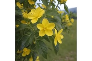 GENERIC Pianta di GELSOMINO GIALLO HUMILE Nudiflorum H 120 CM rampicante vaso18cm FOTO REALE AMDGarden