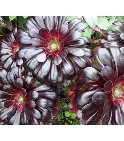 Aeonium Ink Painting – Variegated Aeonium