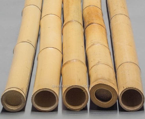 10er Set Bambusrohr gelb, Moso Bambus, gebleicht, Durch. 4,5 – 6cm, Länge 300cm (BAYS3005) - 2