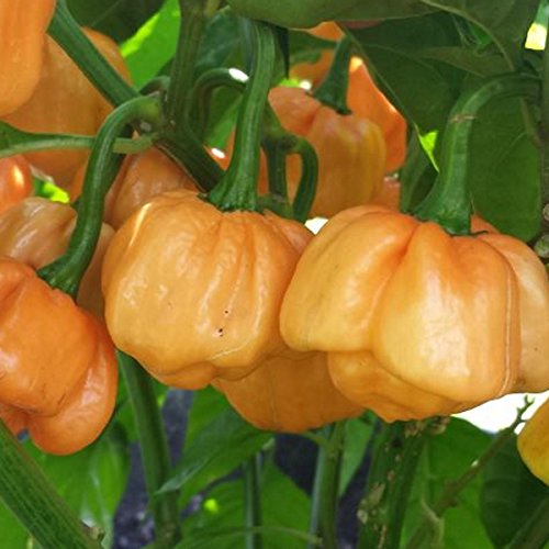 Bahamian Goat Pepper - extrem scharf - Chili - Peperoni - 10 Samen