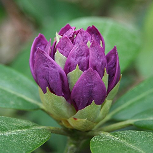 Rhododendron, 2 Liter blau/violett, 1 Pflanze - 2