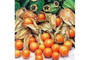 MOOSE SEEDS Cape Gooseberry - Giant - Physalis Peruviana - 100 Seeds