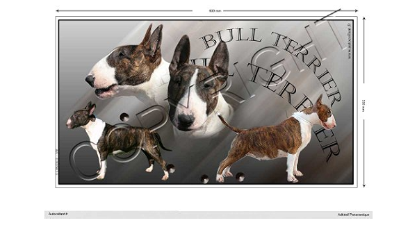rencontre bull terrier