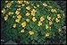 Produktbild 133027 Chelidonium Japonicum A4 Photo Poster Print 10x8
