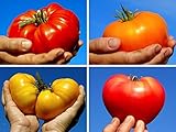  RWS semillas de tomate gigante de 20 \'mezcla del arco iris\' (tomate gigante) -todos los colores en un solo paquete, pequeño, aromático y dulce (Rainbow tomate)