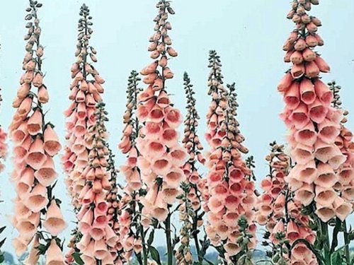 Digitalis - Fingerhut - Apricot - 100 Samen