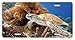 Produktbild Cara King Coral Reef and Sea Turtle Close Up Photo Bonaire Island Waters Maritime Front Metal Aluminum License Plate Vanity car Tag Home Door Sign 6" x 12" with 4