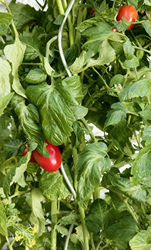 Windhager Tomatenspiralstab glanzverzinkt, 150 cm - 2