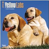 Yellow Labrador Retrievers 2014 - Weiße Labradore: Original BrownTrout-Kalender [Mehrsprachig] [Kalender] by 