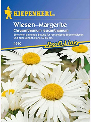 Chrysanthemum leucanthemum Wiesenmargerite