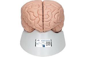 3B Scientific Anatomia człowieka - model mózgu, 8-częściowy + darmowe oprogramowanie do anatomii - 3B Smart Anatomy