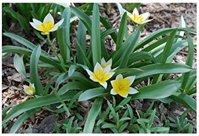 GARTHWAITE NURSERIES® : - UK Stockist : - 50 Tarda Miniature (Dasystemon) Botanical Specie Tulip Bulbs White/Yellow Dwarf Ideal for Rockeries & Borders