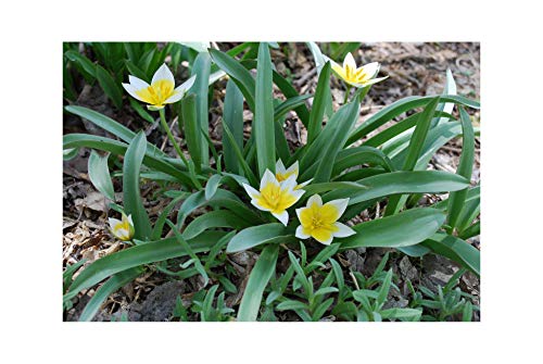 GARTHWAITE NURSERIES® : - UK Stockist : - 50 Tarda Miniature (Dasystemon) Botanical Specie Tulip Bulbs White/Yellow Dwarf Ideal for Rockeries & Borders