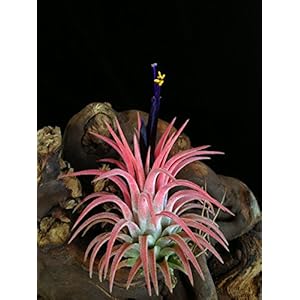 3 Pflanzen Seltene Wüsten Tillandsien ionantha var. rubra circa 6 cm Durchmesser je Pflanze