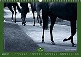 Image de Le monde des courses élégance : Photos d'Art de Capella MP sur l'élégance du monde des courses, des chevaux, sur les hippodromes de France Galop.