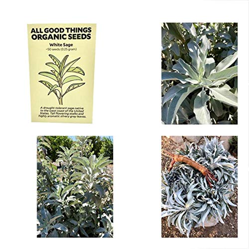 PLAT FIRM Germination Seeds: White Herbs Sage (Salvia Apiana) Seeds (50) by All Good Things Organic Seeds: