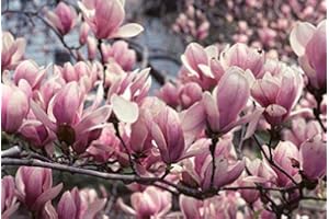 1 X 3-4 FT Large Magnolia Soulangeana Tree Plant, Tulip Shaped Pink Flowers - Fragrant Tree by DirectPlants™