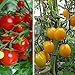 Produktbild GEOPONICS HeirloomKrim Tomaten * 50 + * 8-12 oz Frucht * Swe * Tasty * 70 Tage