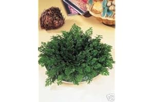 NATURA COLLECTION Mini-stock da 10 pezzi Rosa di Jericho (Selaginella) taglia piccola diamento 5-6 cm chiusa