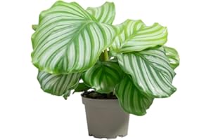 PLNTS - Calathea Orbifolia - Zimmerpflanze - Zimmerpflanzen, Pflanzen Echt, Nachhaltige Verpackung - 14cm Topf - Höhe 30cm - Direkt von der Gärtnerei