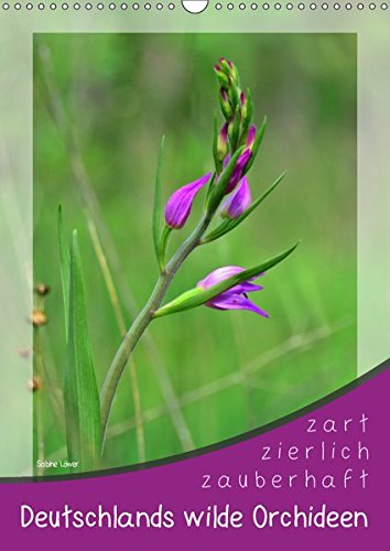 Das Dreizähnige Knabenkraut Orchidee 2019 - 