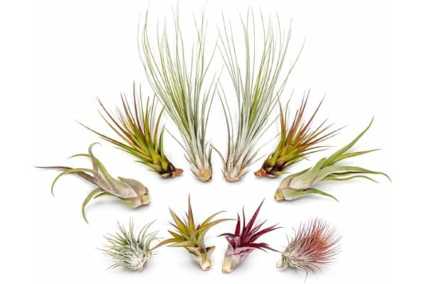 Tillandsia Luchtplanten Set van 10 (5 soorten, elk 2x) – Zonder aarde – Makkelijk te verzorgen | OmniPlants