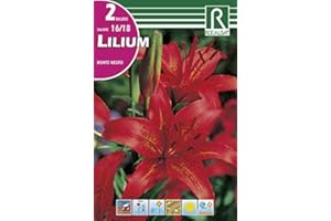 ROCALBA Bulbo de Lilium monte negro (bolsa con 2 bulbos)