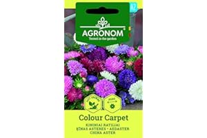 AGRONOM TESTED IN THE GARDEN AGRONOM | ASTER OF CHINA COLOR ALFOMBRA semi | Semillas de flores | 1 paquete