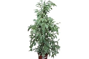 GARDEN MARKET PLACE Planta de interior - Planta para la casa o la oficina - Ficus benjamina Variegata - 80 cm de alto - AHORA CON DESCUENTO