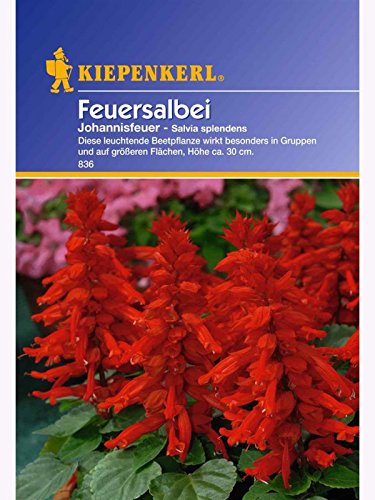 Salvia splendens Feuersalbei Johannisfeuer