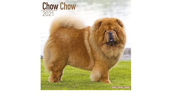 Calendrier 21 Chow Chow Av Chien De Race Chowchow Offert Un Agenda De Poche Amazon Fr Fournitures De Bureau