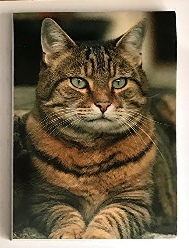Cat Lovers Gift - Tabby Cat Magnetic Notepad / Shopping list, size 75mm x 100mm