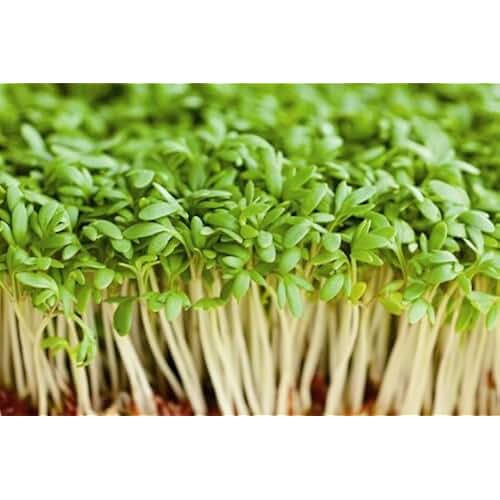 Amazon.co.uk mustard and cress seeds