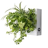 sustrato casero para plantas de acuario Contenido: 1 Modulo HOH!, Sustrato Natural e Instrucciones. Las Plantas No Estàn Incluidas
