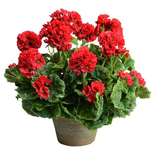 Preisvergleich Produktbild Rote Geranien Blume 20 Stück Samen