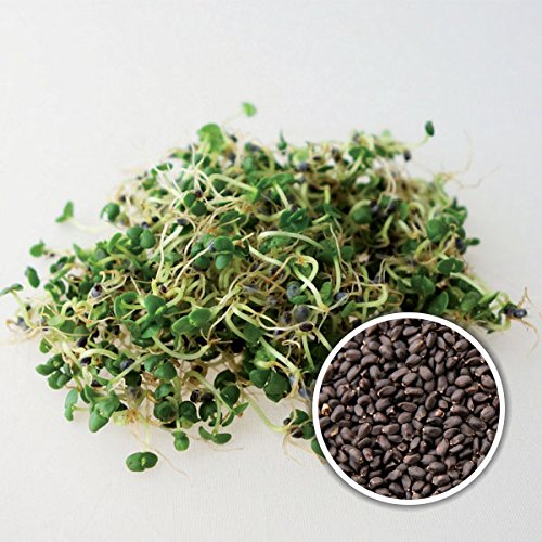 BIO-Keimsprossen "Basilikum" 100 g Samen